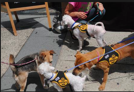 Square 1682 Relaunches Bring Your Own Dog Brunch This Saturday