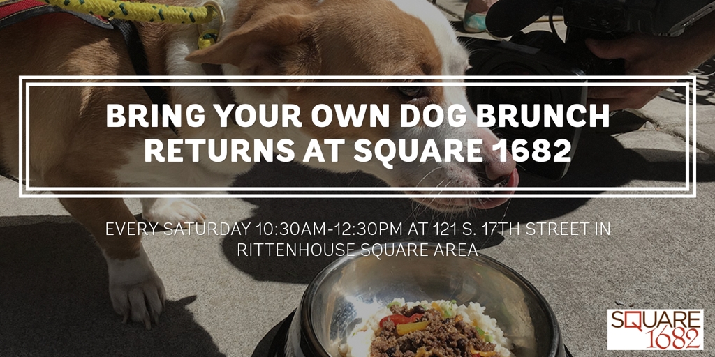 Dogs Flip for Square 1682: Bring-Your-Own-Dog Brunch Returns on Saturdays