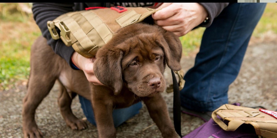 Second Annual Dining Out for the Dogs at White Dog Cafe