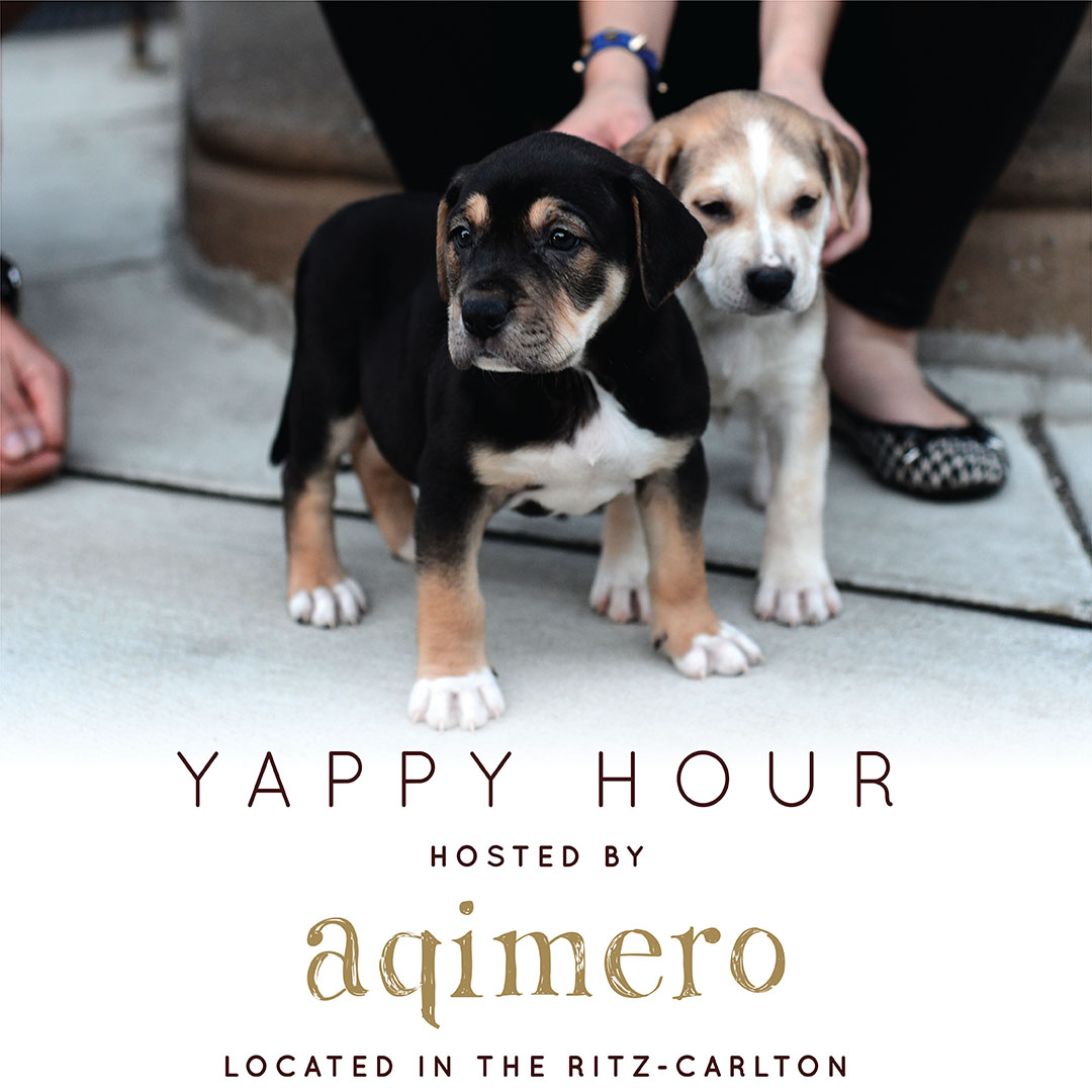 Cocktails for a Cause: Aqimero Welcomes Hemlock Edge Animal Rescue for a Yappy Hour Event