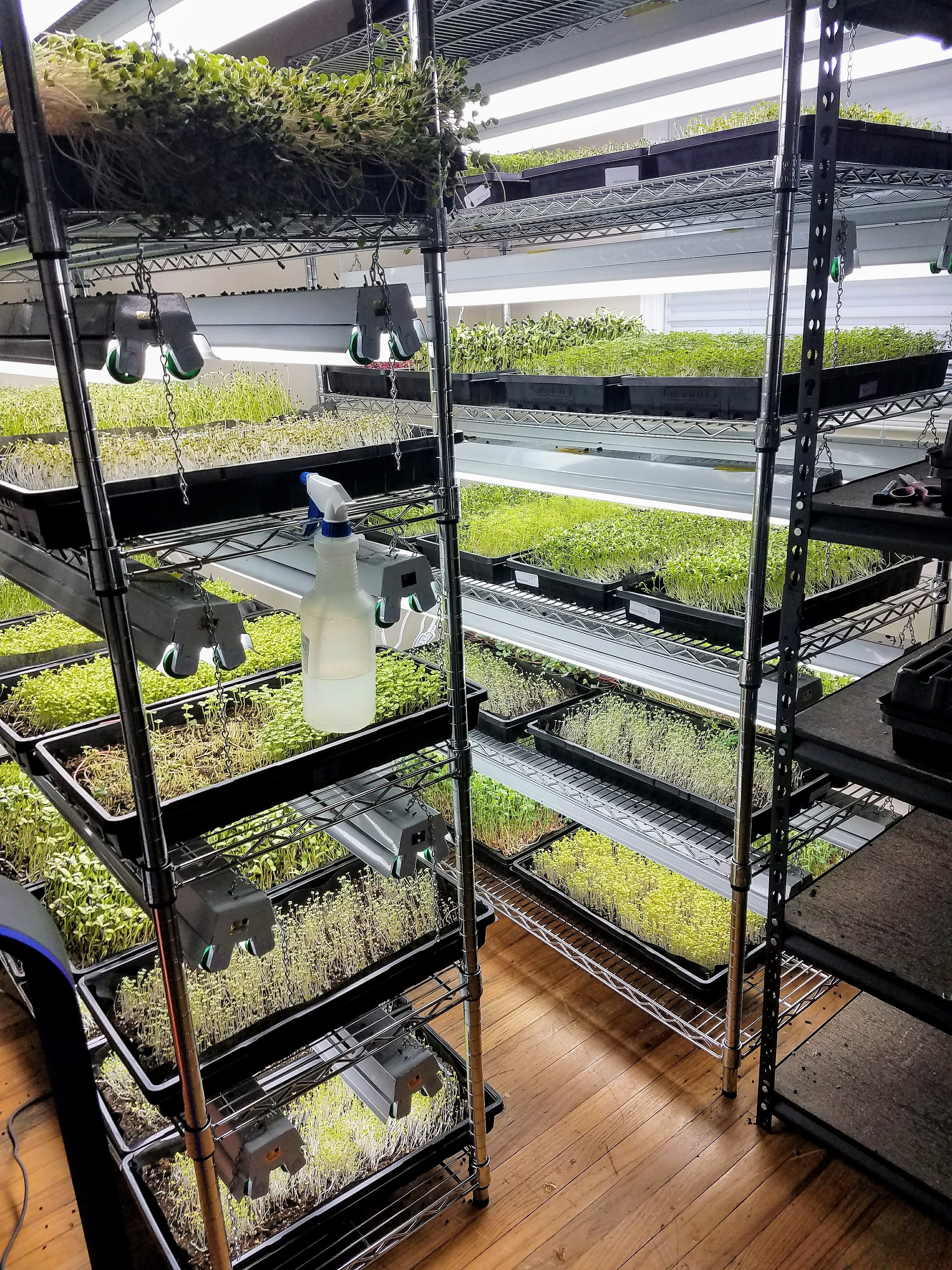 Local Grub: Indogrow Farms Microgreens