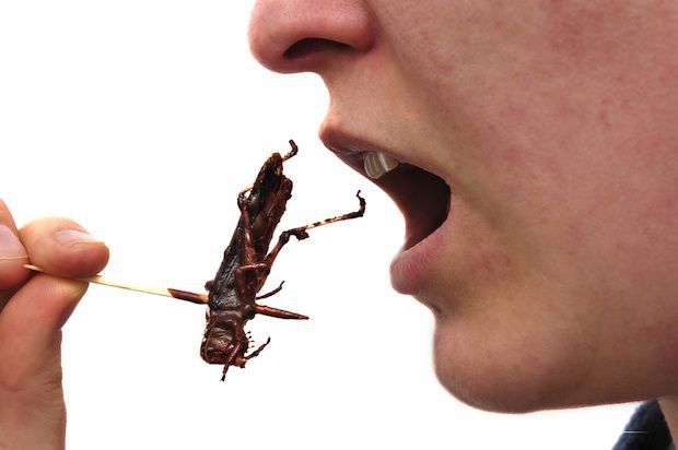 Saint Joseph’s University Hosts Lecture on Edible Insects