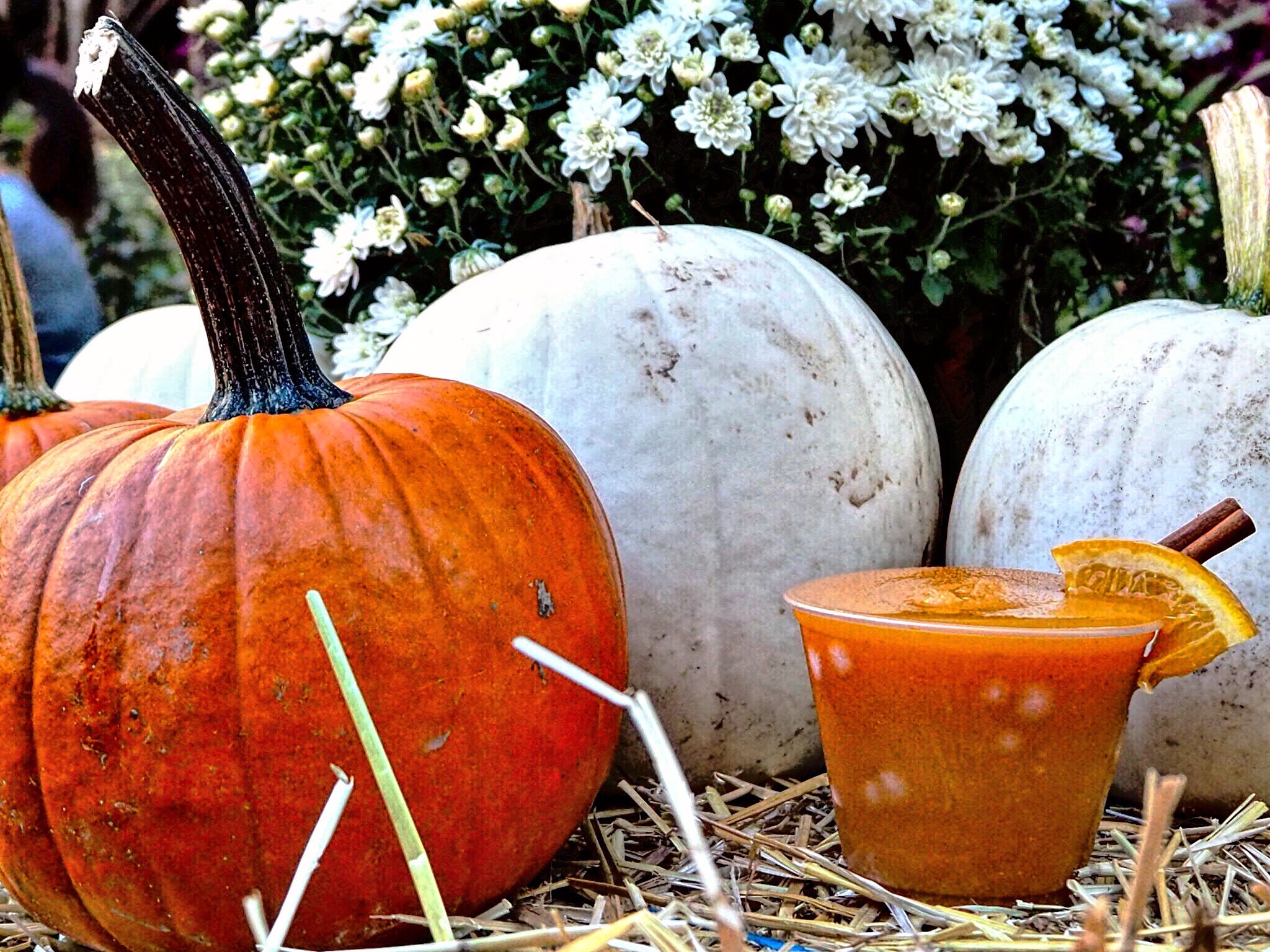 PHS Pop Up Garden at South Street Runs Through October