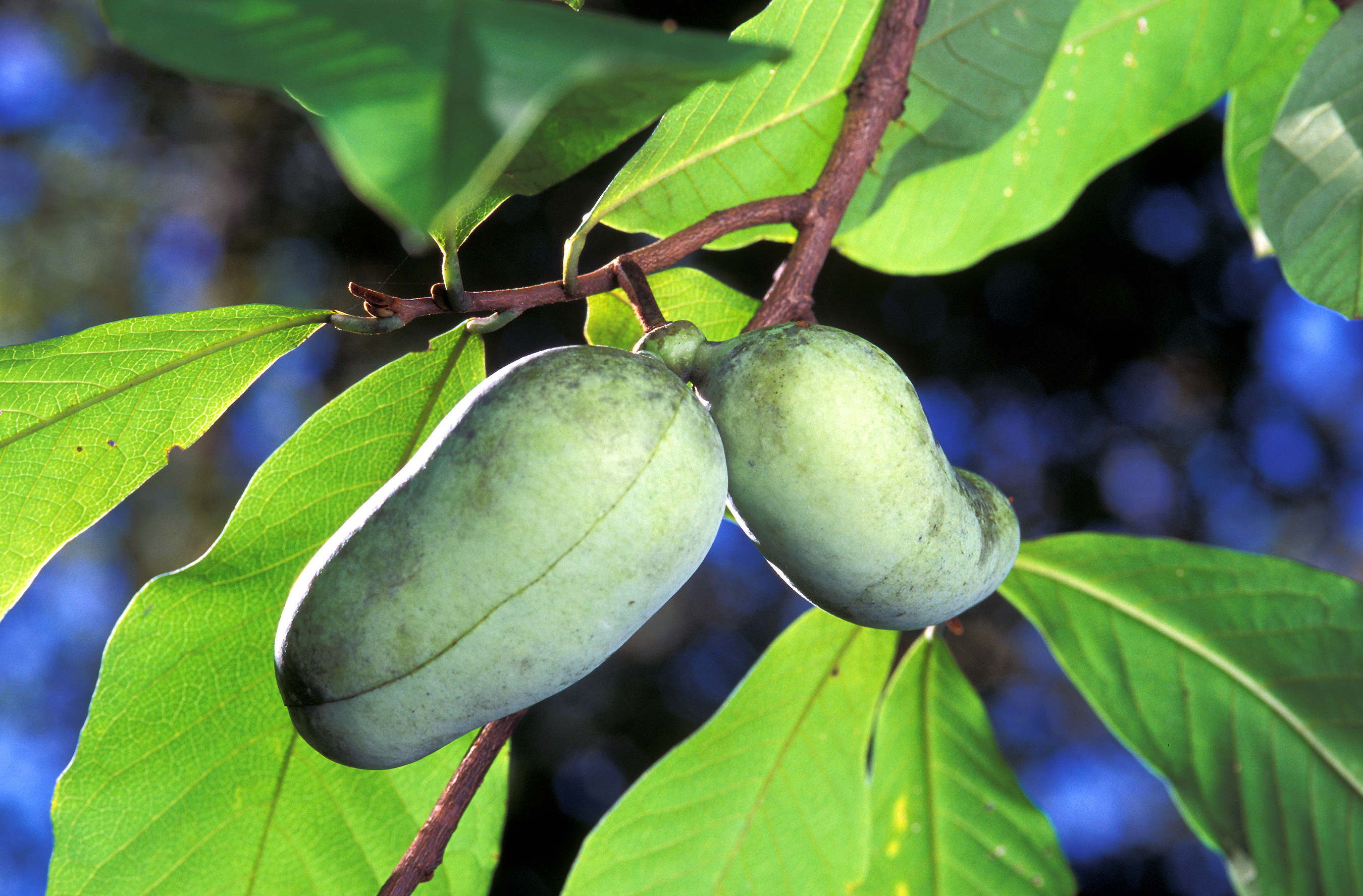 In Praise of the Pithy Pawpaw
