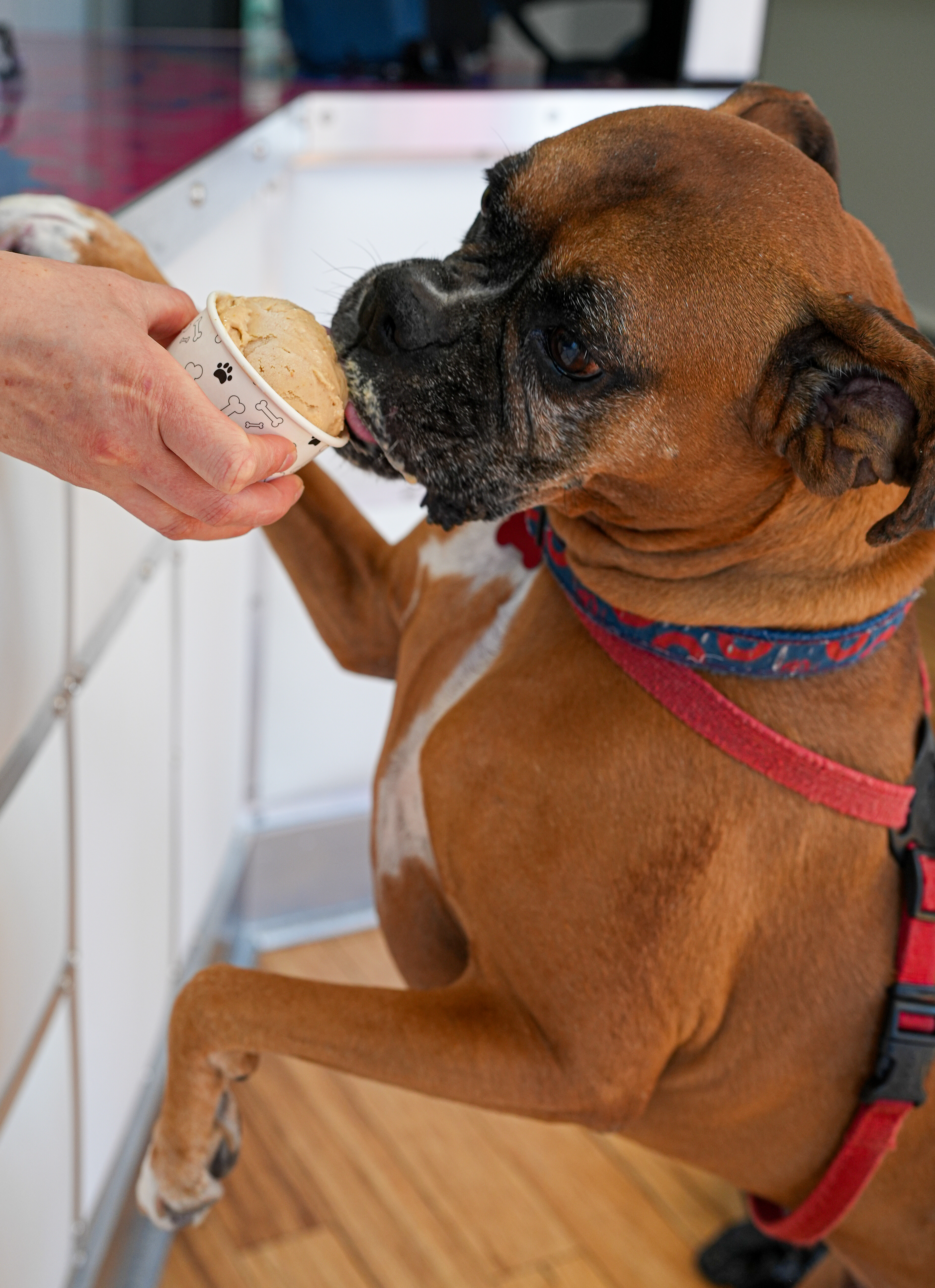 Milk Jawn Introducing Doggie Ice Cream ‘Pup Cups’